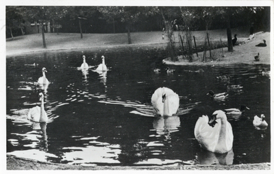 12076 Gezicht op de vijver van Ouwehands Dierenpark aan de Grebbeweg te Rhenen, met enkele eenden en zwanen.